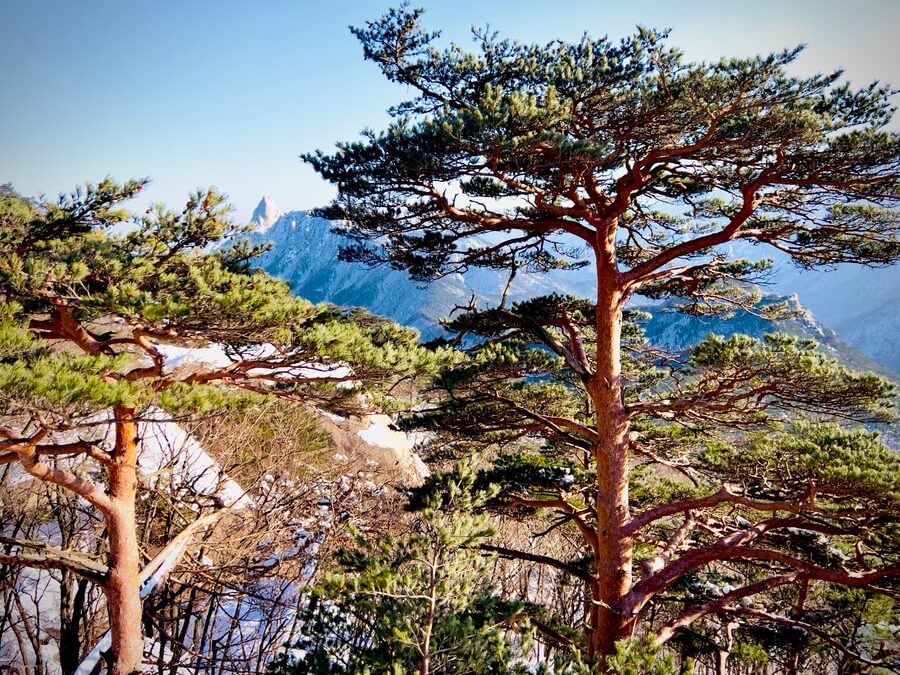 Seoraksan trees